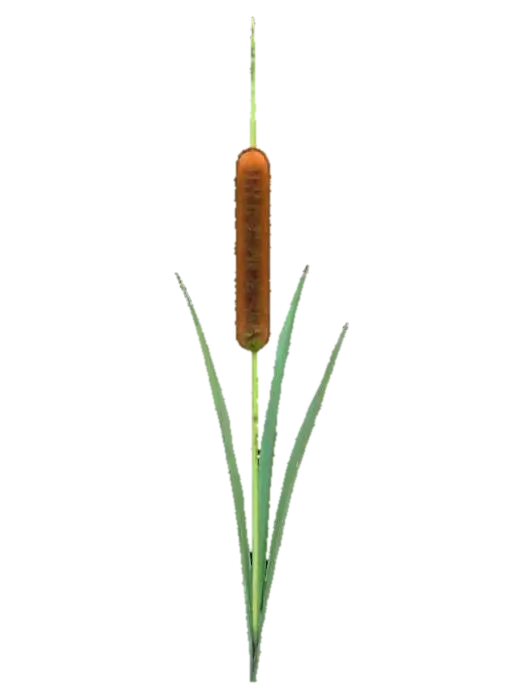 A tall, upright cattail plant emerges from the pond's edge, featuring a single,… - Leaves 3D model, vytvořený pomocí AI