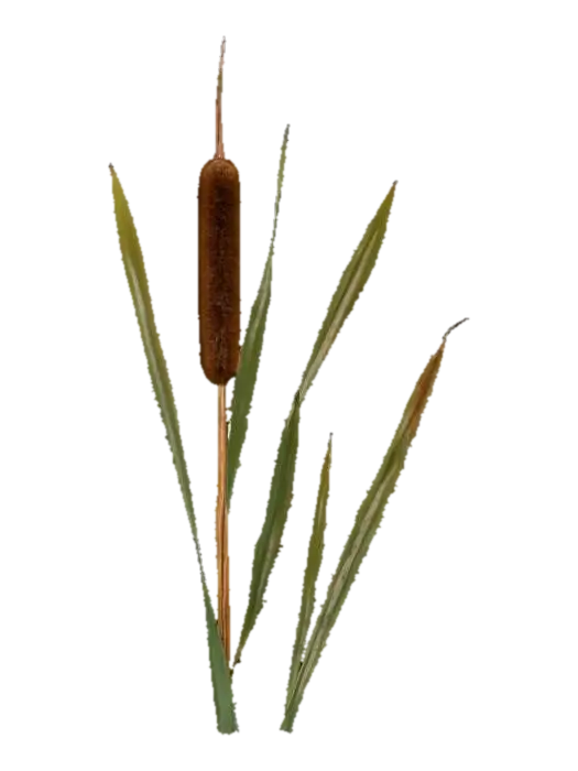 Cattail Serenity - Grass 3D model, vytvořený pomocí AI