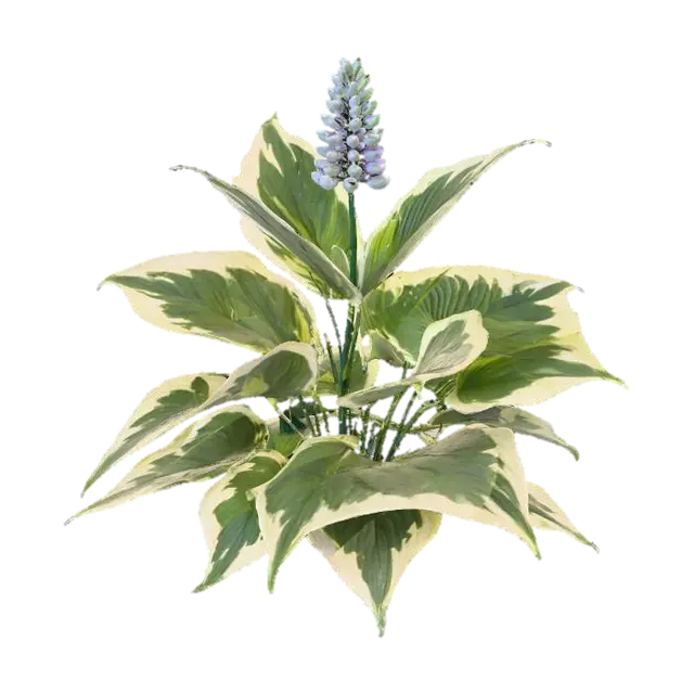 A hosta plant features broad, heart-shaped leaves that emerge in a lush clump.… - Leaf yapay zekâ ile oluşturulmuş 3D model