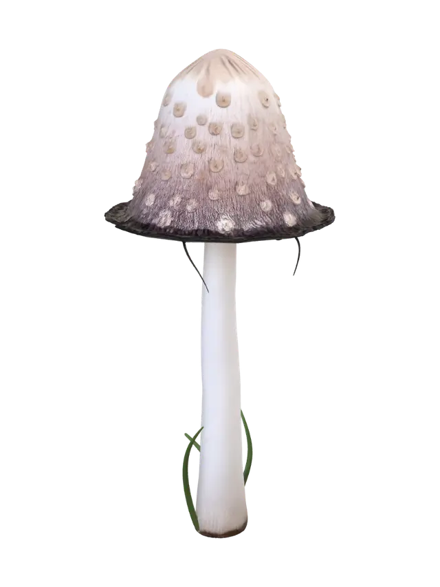 3D model for Shaggy Mane Mushroom