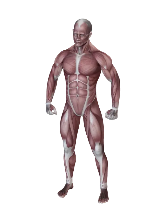 3D model for Frontal View of Human Musculature