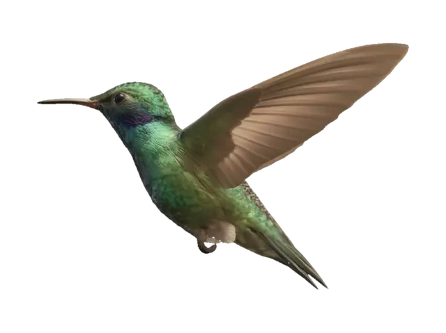 3D model for Radiant Hummingbird