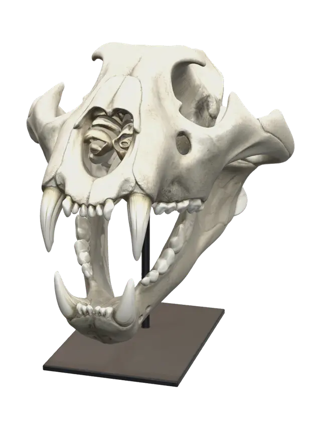 3D model for Stylized Lion Skull