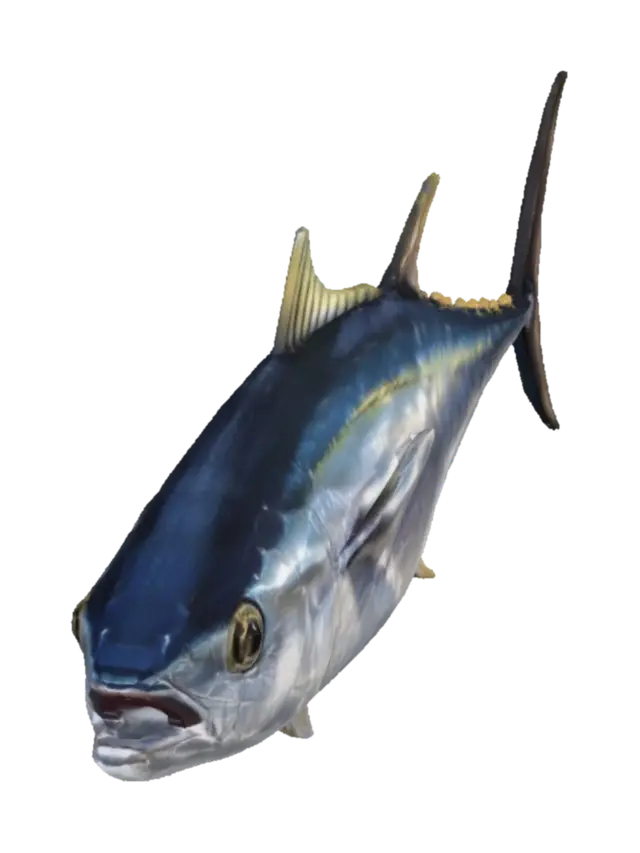 3D model for Yellowfin Tuna