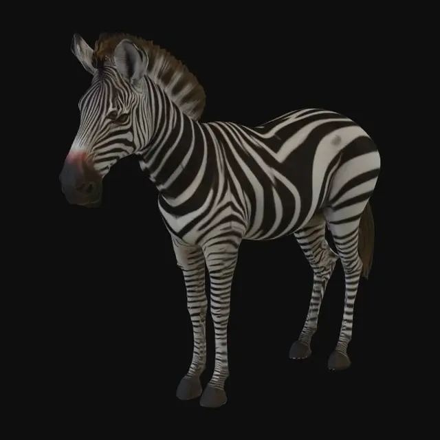 3D model for An African Plains Zebra, realistic black and white stripe pattern, standing pose, mid-poly 3D model for game engine, PBR textures.