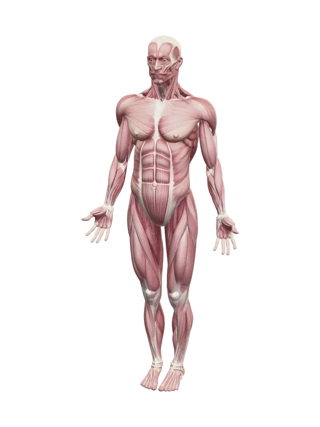 Muscle Anatomy - Torso 3D model, vytvořený pomocí AI