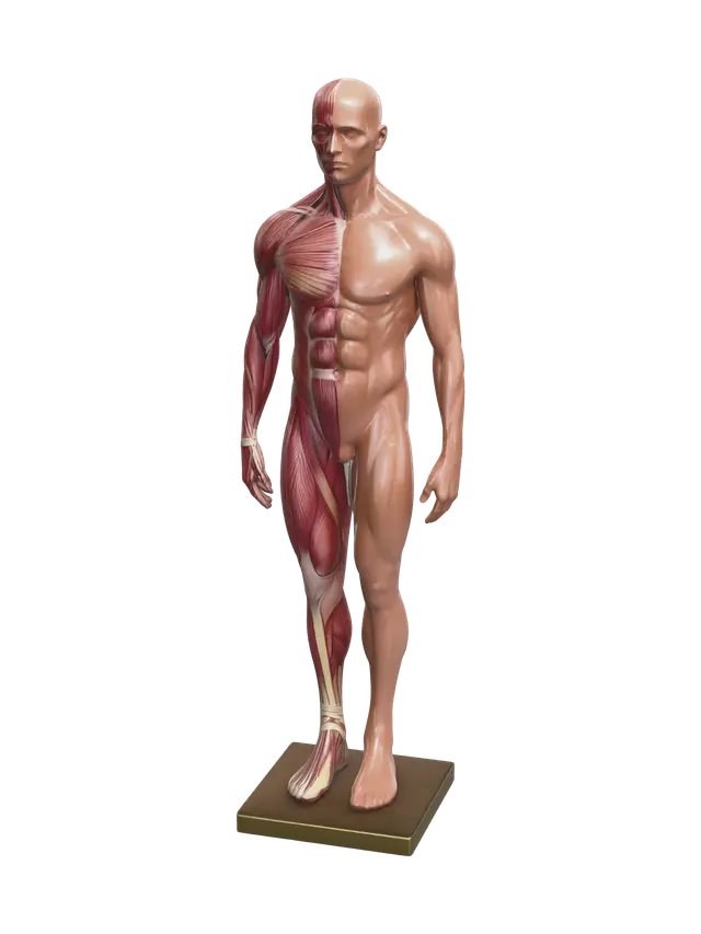 3D-модель Realistic Muscle Anatomy - Pectorals, сгенерированная ИИ