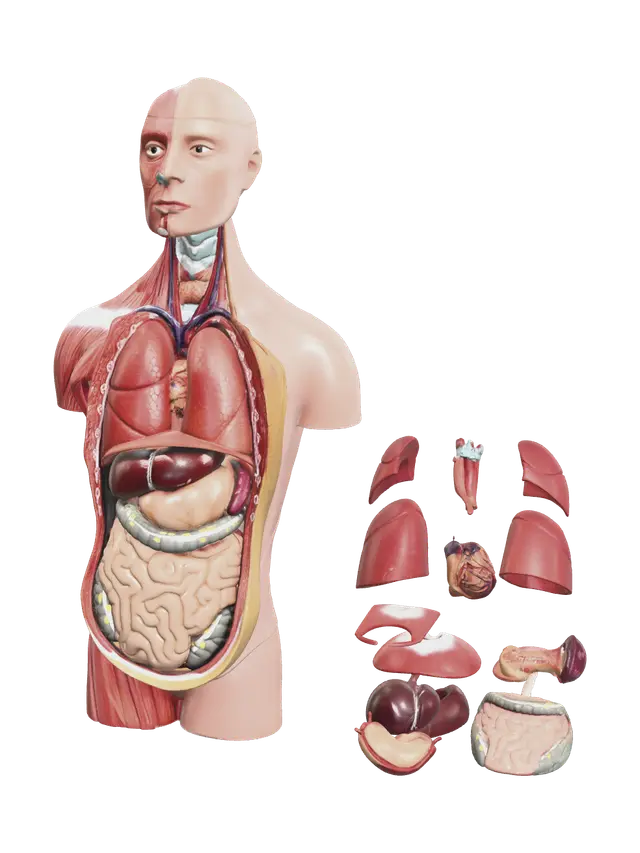 3D model for Modern Human Body