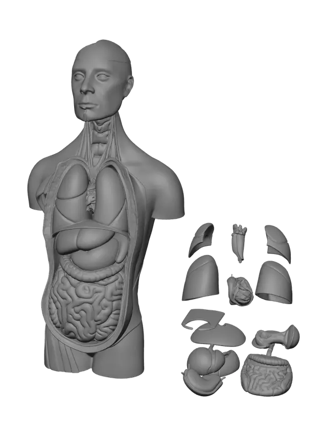 3D model for Modern Human Body