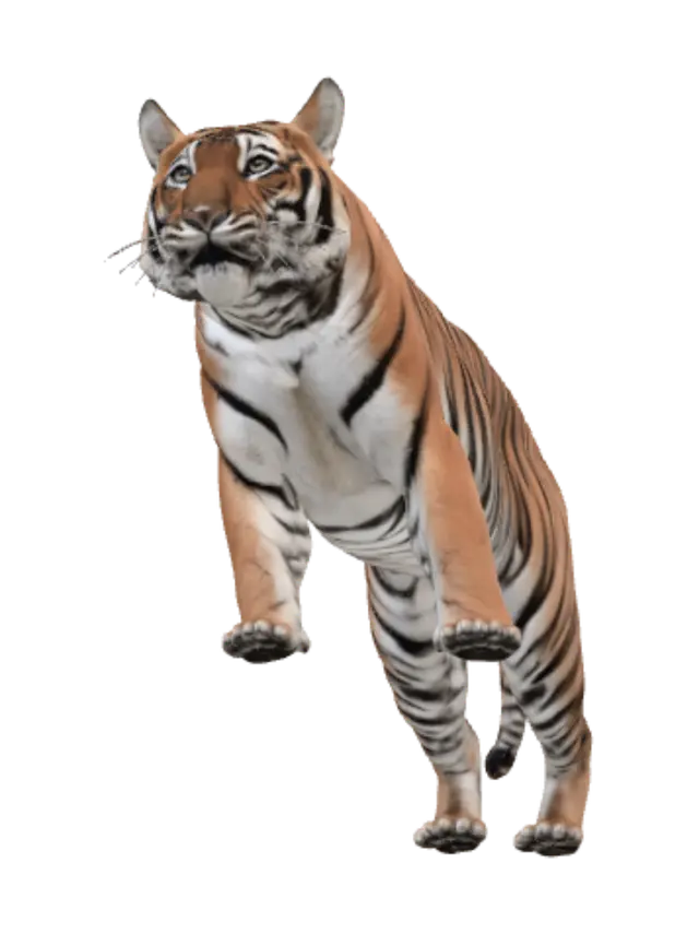 3D model for Tiger in the Grass