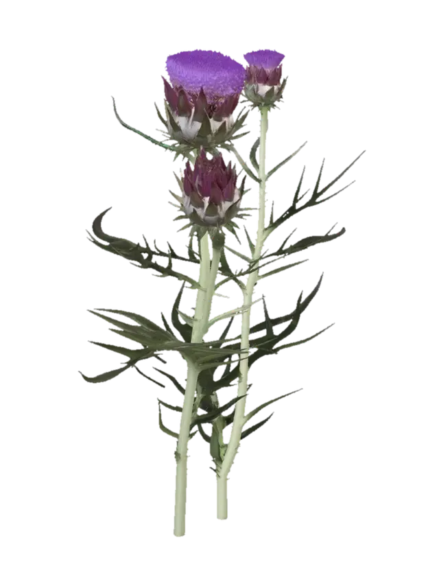 Nocturnal Thistle Bloom 3D model, vytvořený pomocí AI