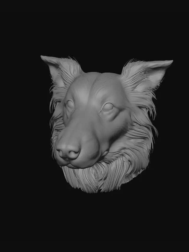 3D model for Curious Border Collie