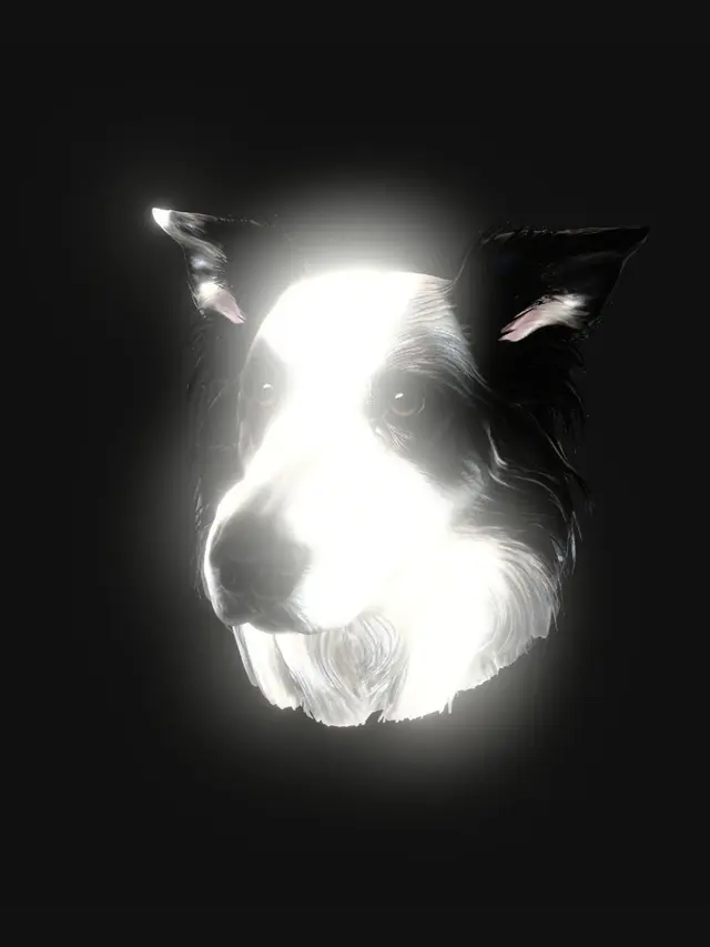 3D model for Curious Border Collie