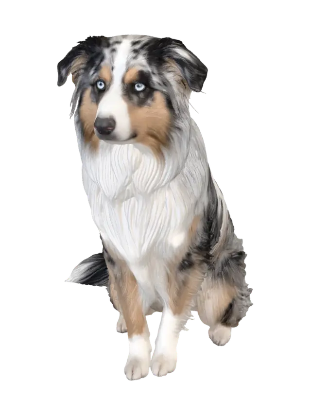 3D model for Blue-Eyed Aussie