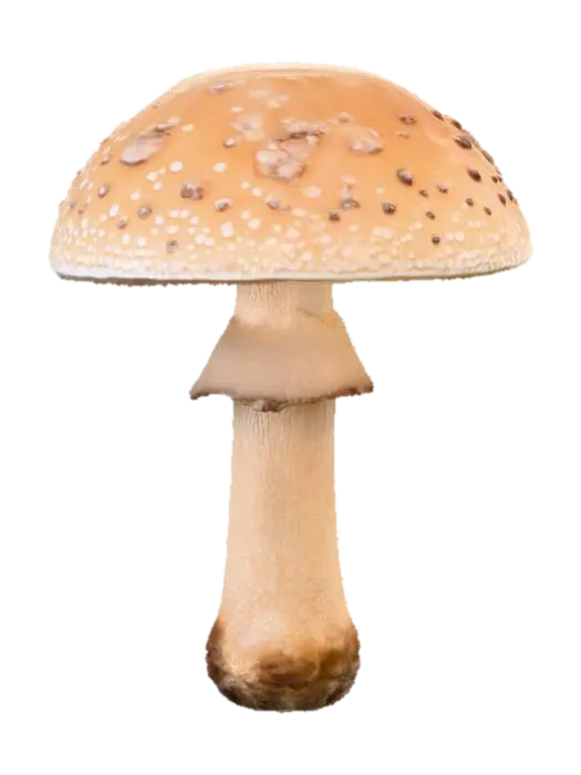 3D model for Woodland Mushroom Majesty