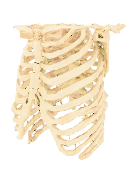 Ribcage Diagram 3D model, vytvořený pomocí AI