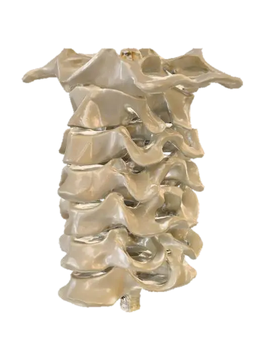 Cervical Spine Structure - Vertebrae 3D model, vytvořený pomocí AI