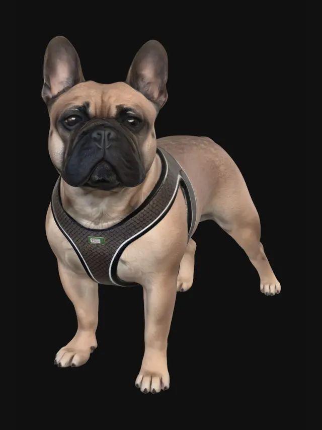 3D model for French Bulldog on a dirt path