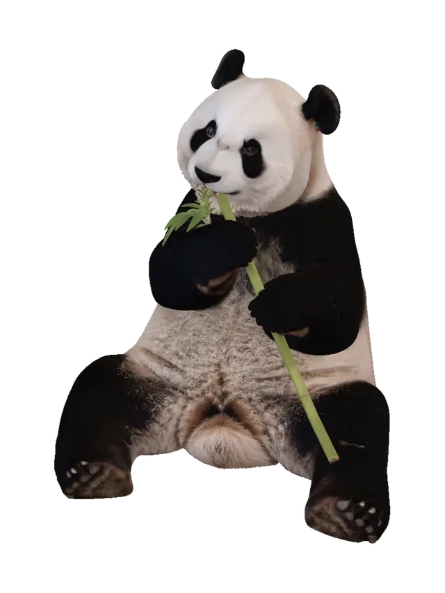 3D model for Panda Feasting on Bamboo