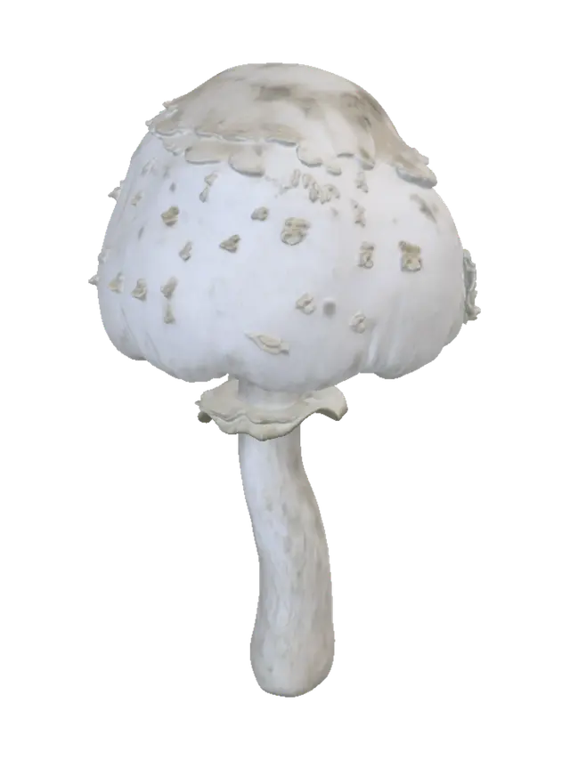 3D model for Shaggy white mushroom in grass