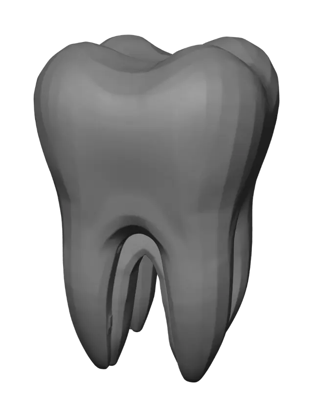 3D model for um dente humano