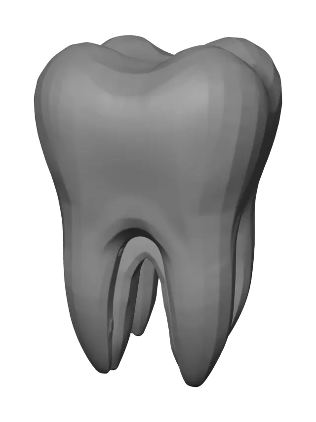 3D model for um dente humano