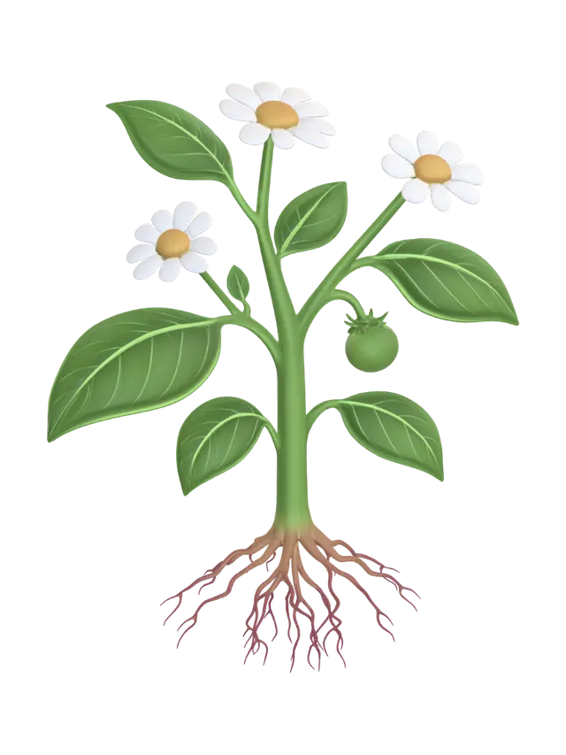 3D model for Rooted in Bloom