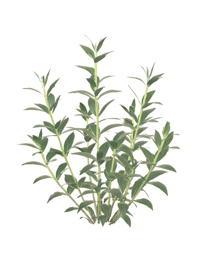 Leaves and stems of Chinese gentian 3D model, vytvořený pomocí AI