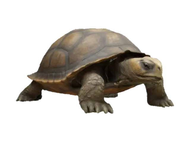 3D model for Ultra-detailed 3D model of an ancient, ultra-centenarian tortoise in a static pose. Weathered, cracked shell with subtle moss and earthy deposits. Thick, wrinkled skin with textured age folds and rough claws. Deep-set, wise eyes with detailed iris and expression. Positioned solidly on all fours, head slightly tilted forward. 8K PBR textures for shell, skin, and natural dirt. Cinematic lighting with soft shadows and warm highlights to emphasize realism. Clean UVs, watertight mesh, optimized for high-end rendering and game integration., #ocean#