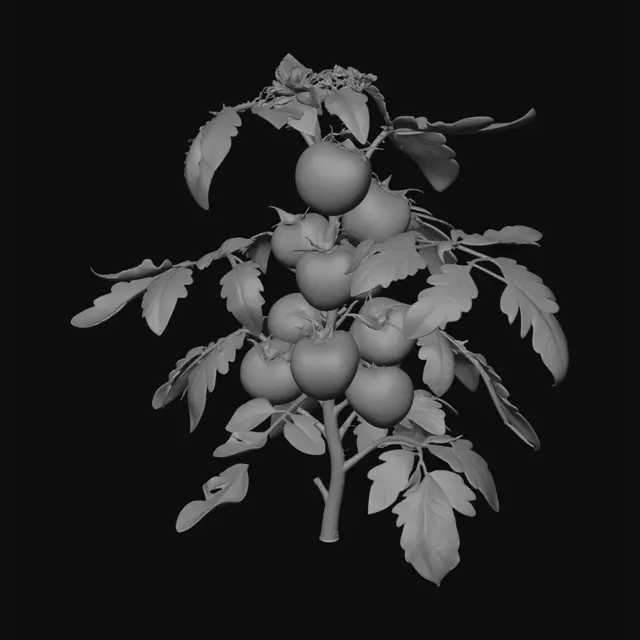 3D model for Tomatoes on the Vine