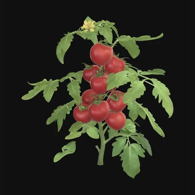 3D model for Tomatoes on the Vine