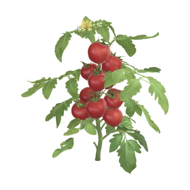 Tomatoes on the Vine - Clusters 3D model, vytvořený pomocí AI