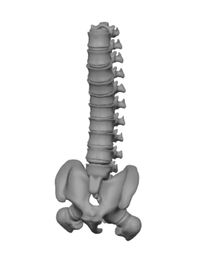 3D model for Sagittal Lumbar Spine MRI