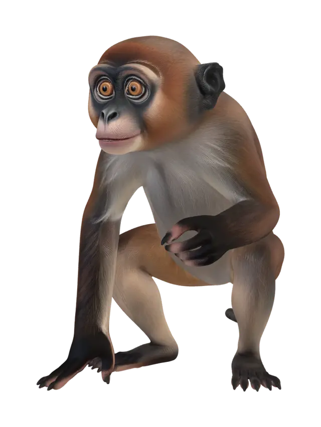 3D model for a realistic monkey
