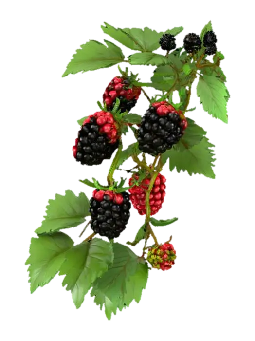 A 3D blackberry bush, with thin intertwined branches, realistic serrated green… - Fruit 3D model, vytvořený pomocí AI