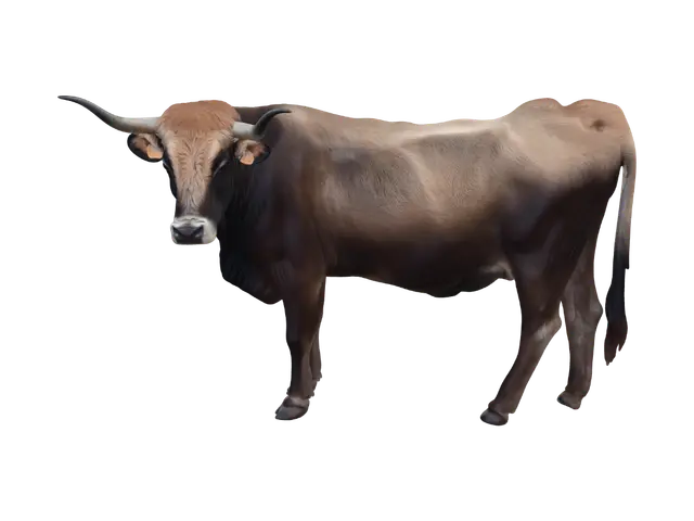 3D model for Longhorn Bull