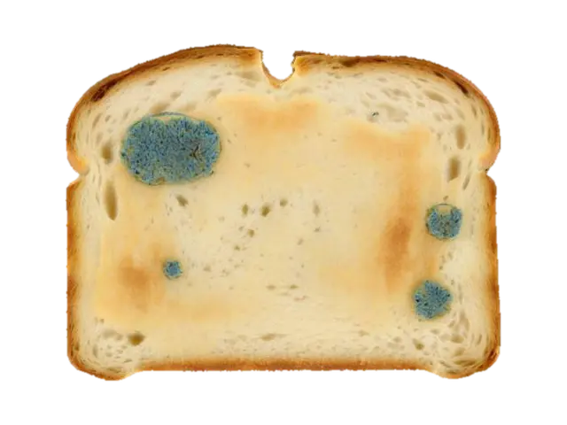 A slice of standard white toast, slightly unevenly browned with crisped edges. Its… - Mold 3D model, vytvořený pomocí AI
