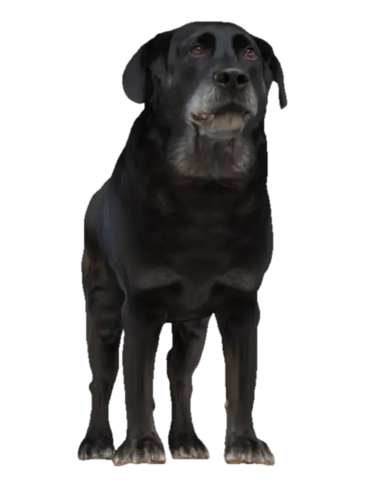 Bentley - Friend 3D model, vytvořený pomocí AI