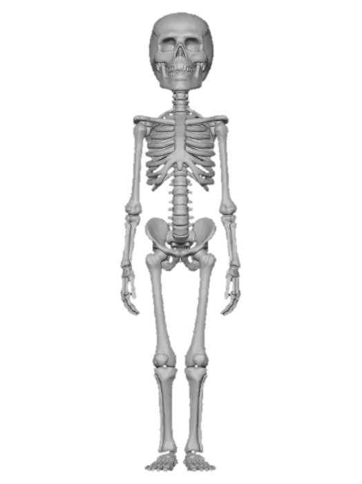 3D model for object: Humanoid librarian made of vertebrae and catalog cards  
material: Aged bone and yellowed paper  
shape_form: Slender form with spine and limbs from vertebrae, ribcage opens like a card catalog drawer  
color_scheme: Bone white, parchment yellow, faded wood brown, subtle red ink stamps  
texture_details: Porous bone, frayed paper edges, wood grain handles on ribcage drawer  
style: Stylized Realistic  
environment_use_context: Candlelit archive or ancient soul library  
reference_models: Bone golems, 1900s card catalogs, skeletal librarians
, #Halloween2025#