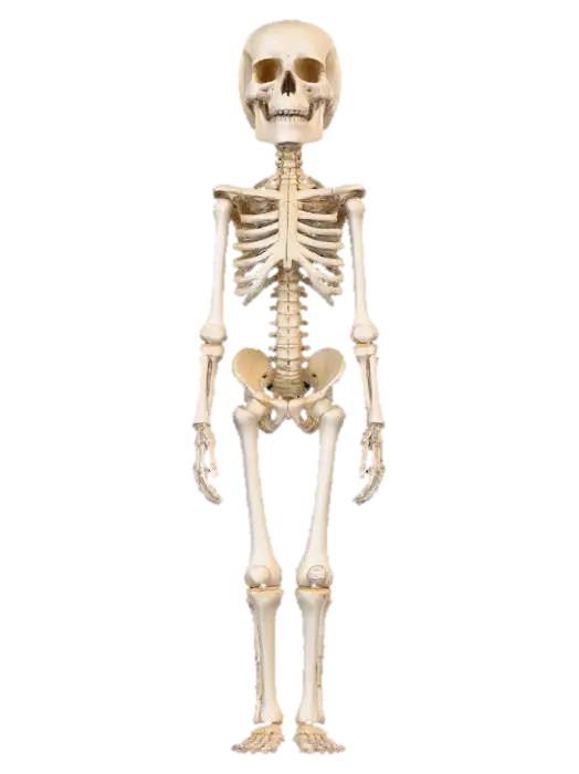 3D model for object: Humanoid librarian made of vertebrae and catalog cards  
material: Aged bone and yellowed paper  
shape_form: Slender form with spine and limbs from vertebrae, ribcage opens like a card catalog drawer  
color_scheme: Bone white, parchment yellow, faded wood brown, subtle red ink stamps  
texture_details: Porous bone, frayed paper edges, wood grain handles on ribcage drawer  
style: Stylized Realistic  
environment_use_context: Candlelit archive or ancient soul library  
reference_models: Bone golems, 1900s card catalogs, skeletal librarians
, #Halloween2025#