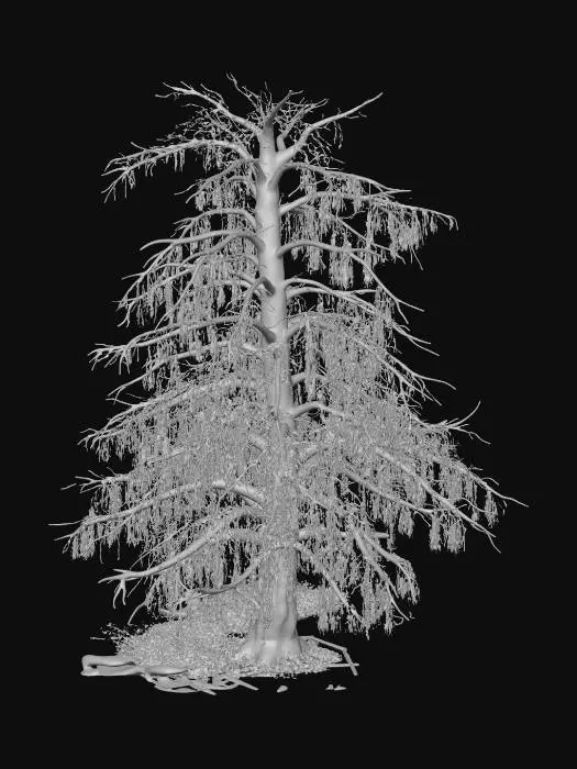 3D model for Dead pine tree