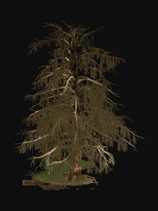 3D model for Dead pine tree