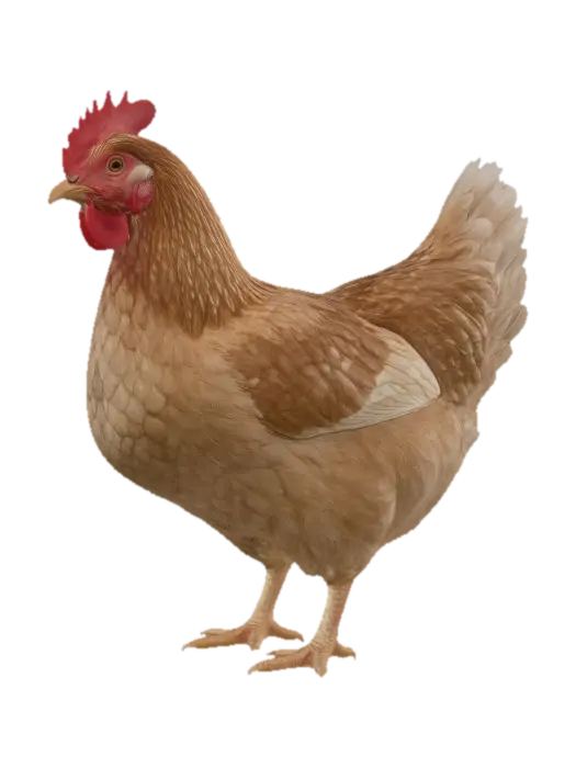 Golden Hen Against Black - Myth model 3D, wygenerowany przez AI