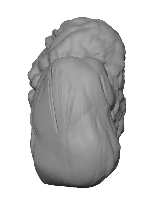 3D model for Orange seed pod