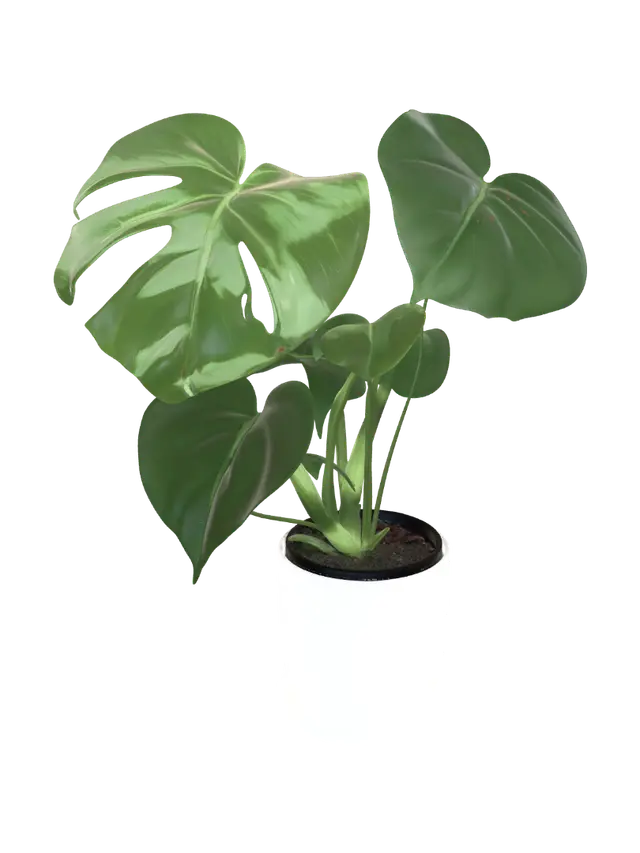 3D model for Monstera deliciosa in a white pot