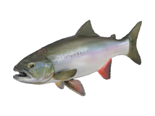 real, trout, salmon, fish - Fishing 3D model, vytvořený pomocí AI
