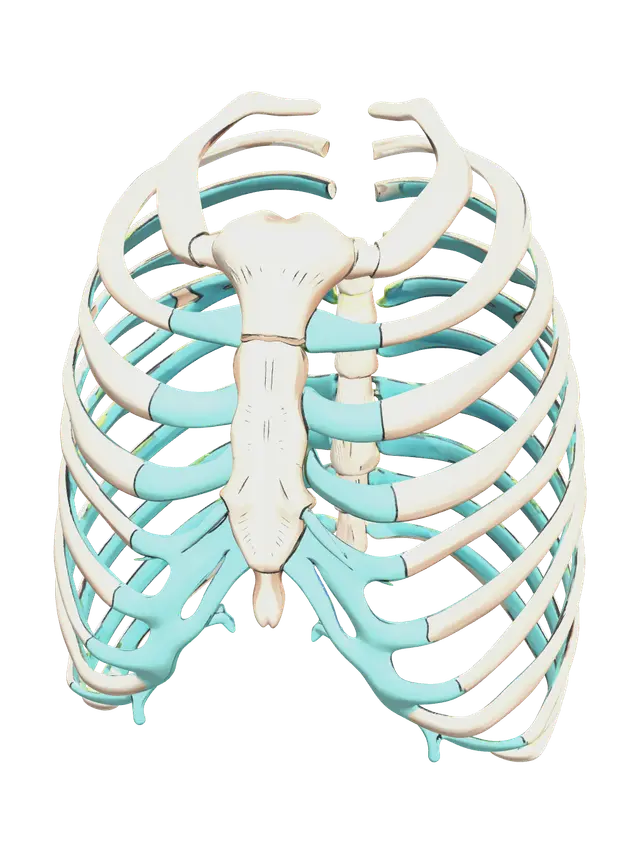 Ornate Rib Cage - Ribcage 3D model, vytvořený pomocí AI