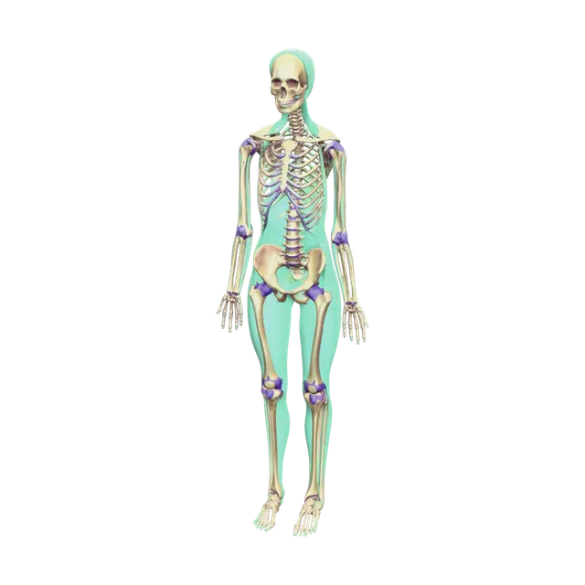 Realistic Skeleton Anatomy 3D model, vytvořený pomocí AI
