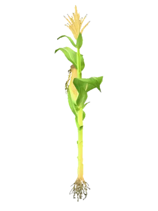 corn - Vegetable 3D model, vytvořený pomocí AI