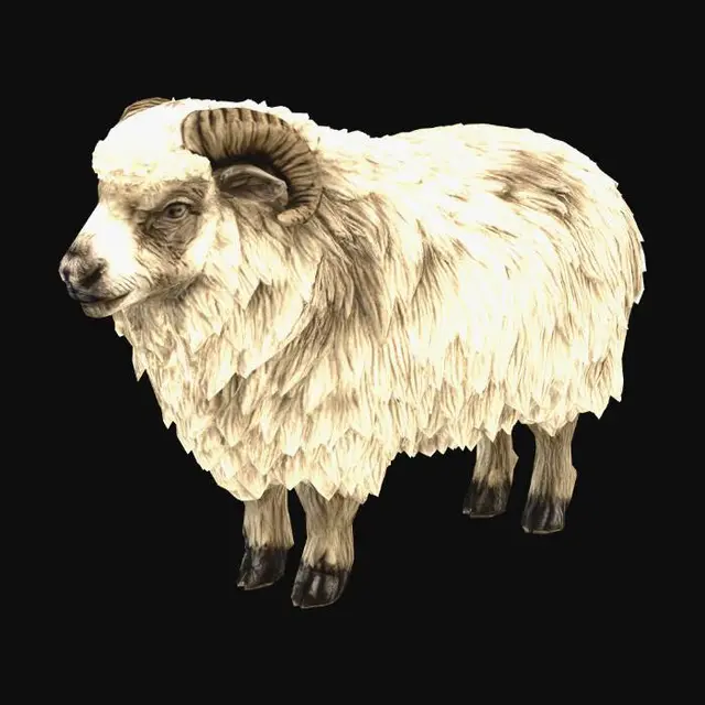 3D model for Shaggy Ram